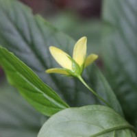 Lysimachia laxa Baudo